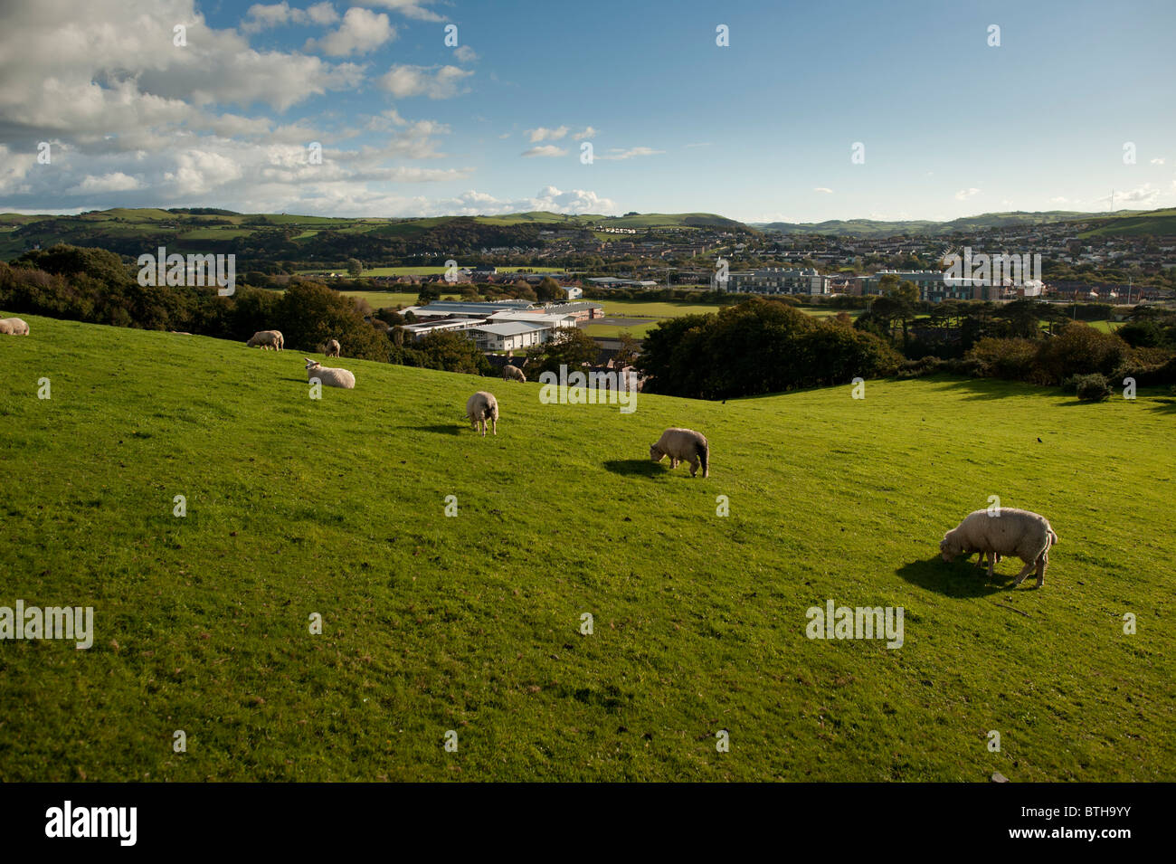 Sheep grazing in a field on the outskirts of Aberystwyth Wales UK Stock Photo