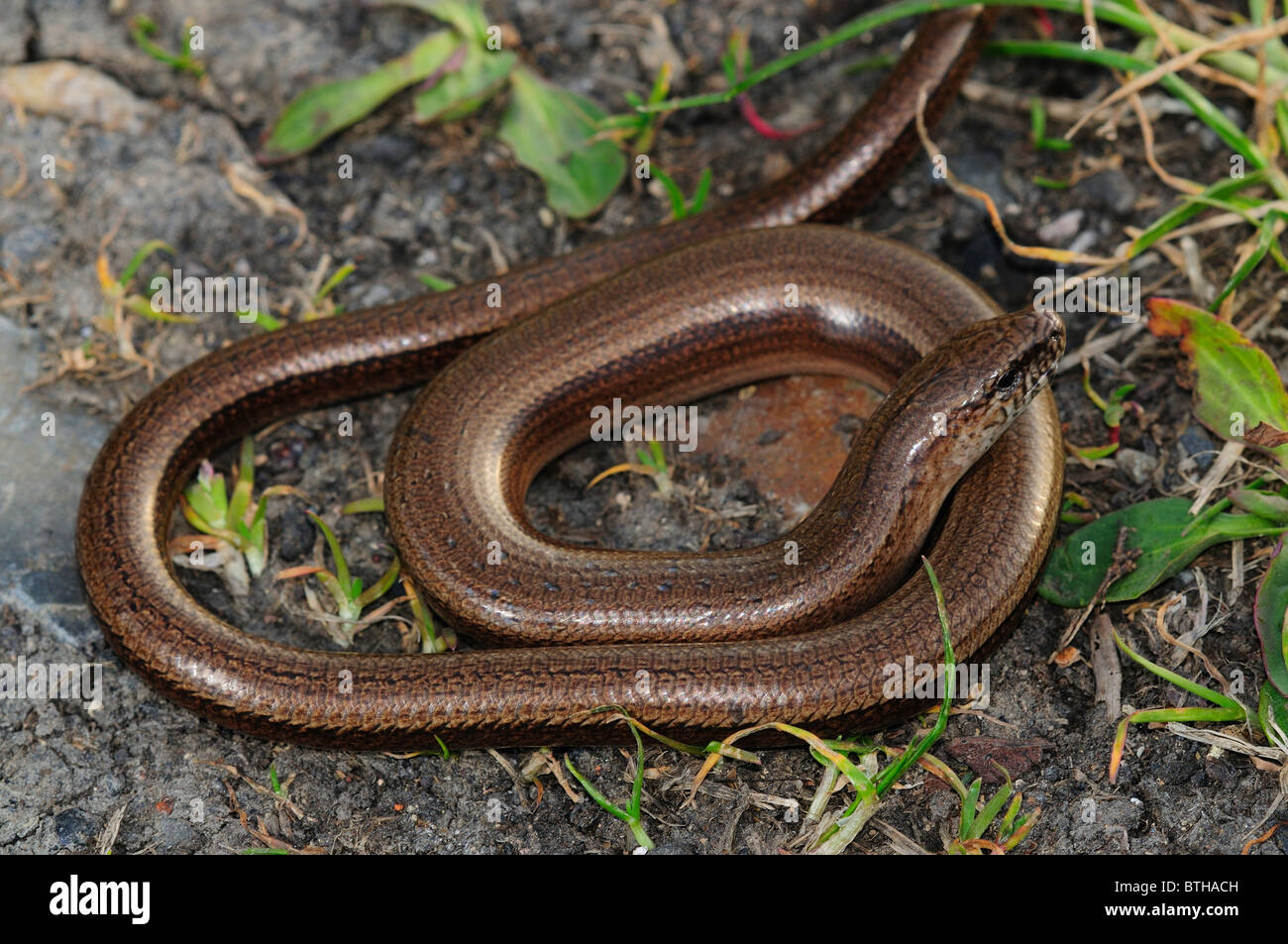 Slither io hi-res stock photography and images - Alamy