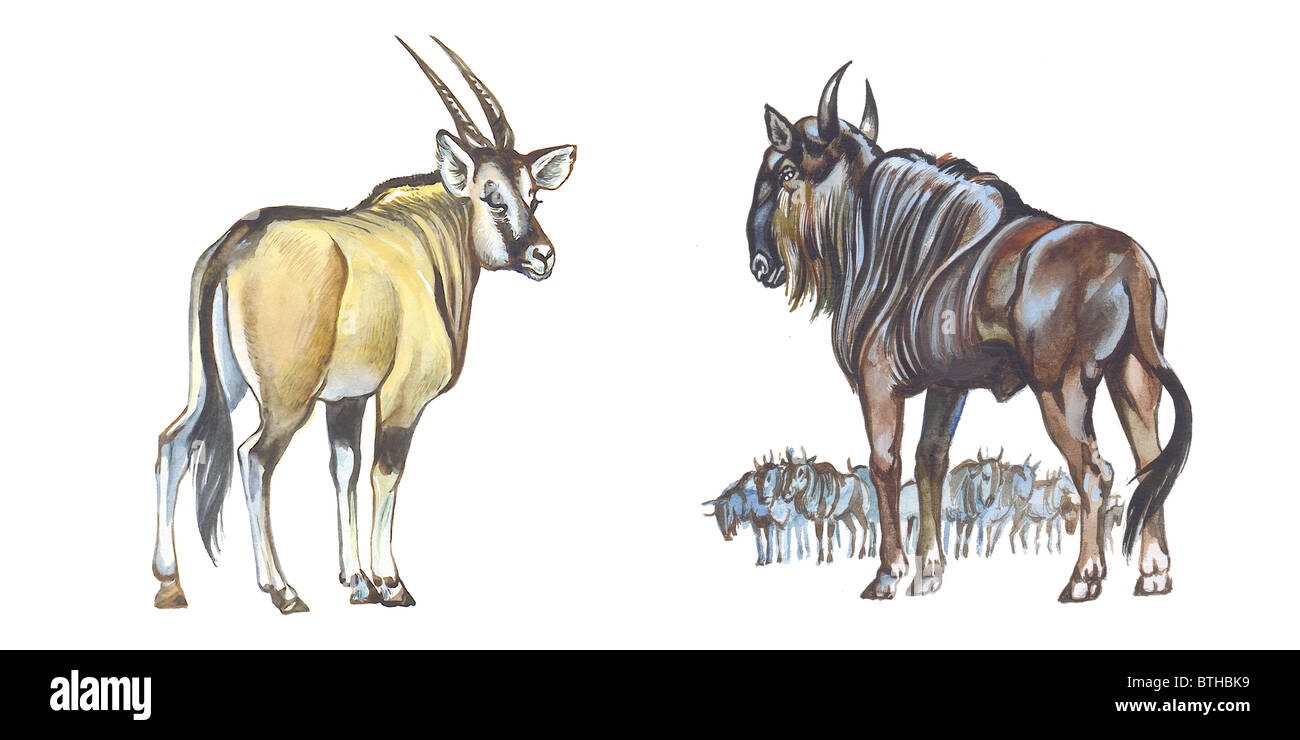 Wildebeest and Giant Eland (Lord Derby Eland) Stock Photo
