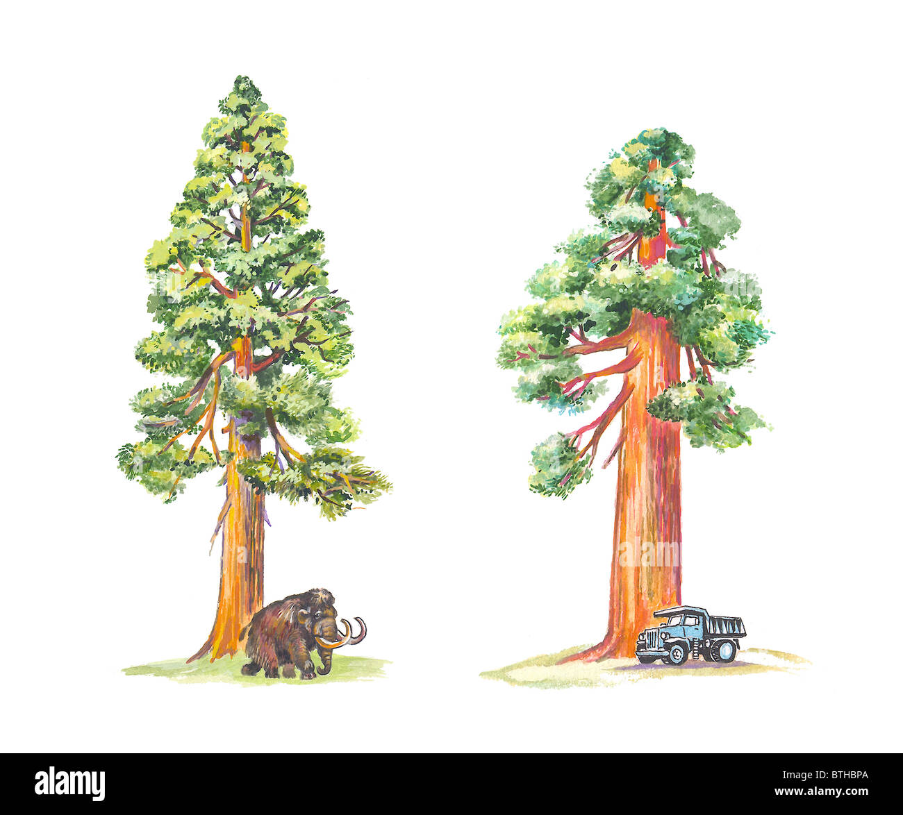 Sequoiadendron (Mammoth tree) Stock Photo
