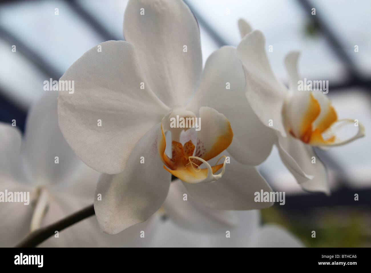 White Doritaenopsis Orchids Stock Photo