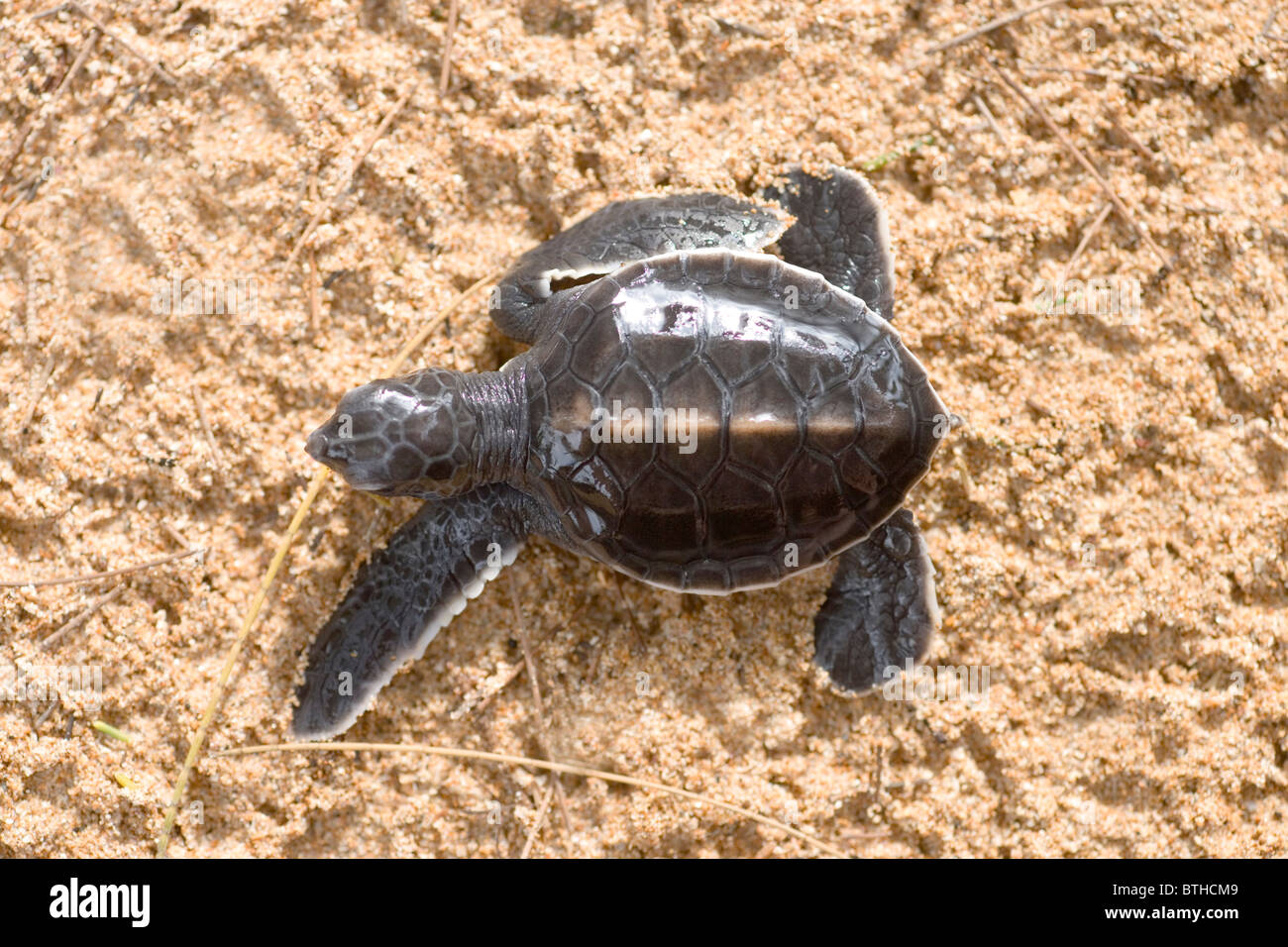 Green Turtle (Chelonia mydas). Just hatched and away down the beach making for the sea. Kosgoda, Sri Lanka. Stock Photo