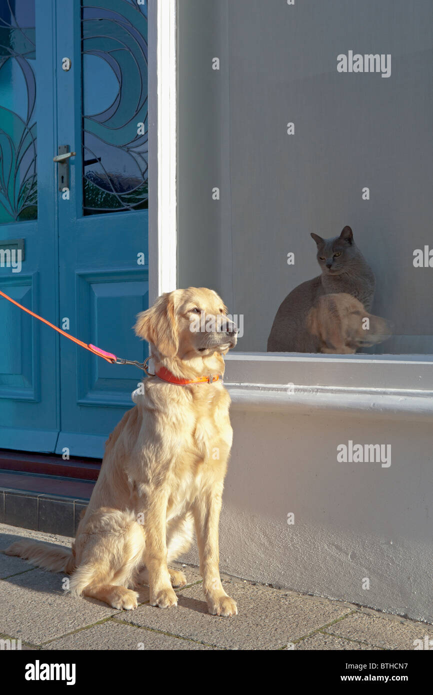 Dog ignoring cat hi-res stock photography and images - Alamy
