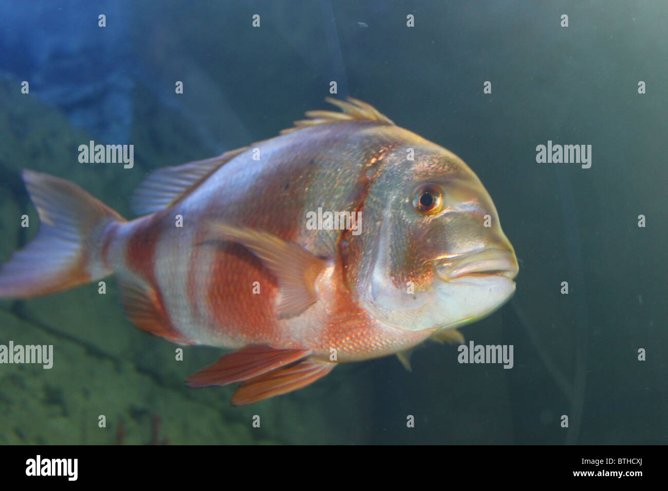Red Banded Seabream / Pagrus Auriga Stock Photo