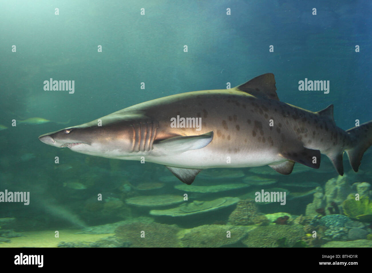 Carcharias Taurus / Sand Tiger Shark / Grey Nurse Shark Stock Photo