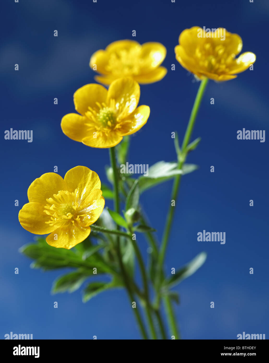 Yellow buttercup flowers in spring against a blue sky Stock Photo Alamy