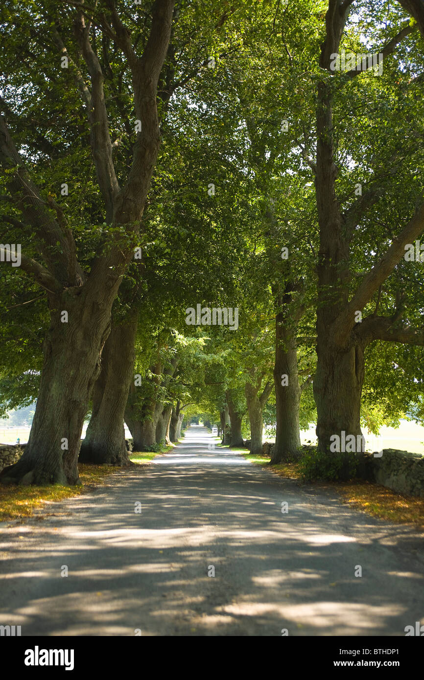 Tree Lined Street Newport, Rhode Island Stock Photo Alamy