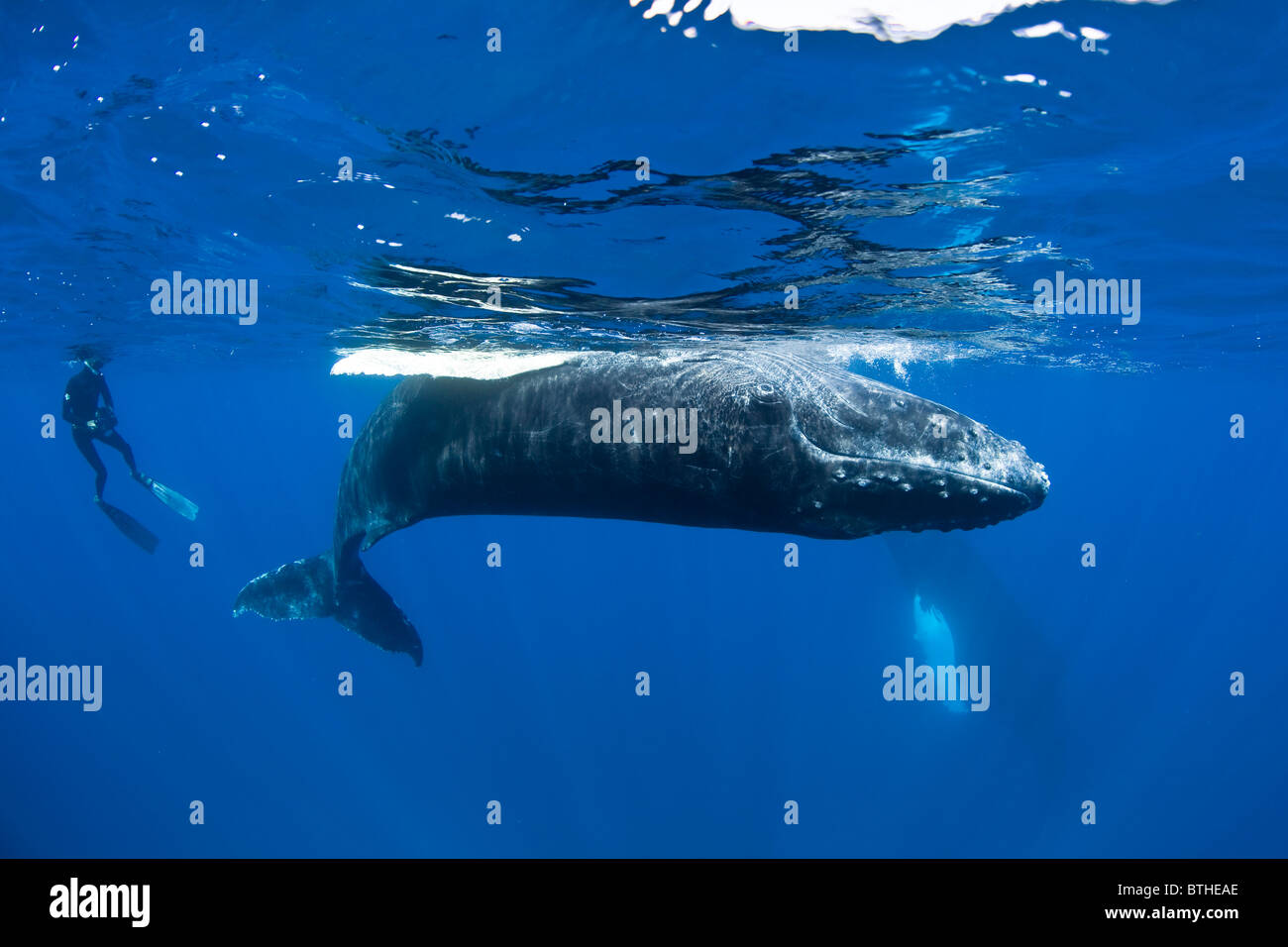 A Humpback whale calf, Megaptera novaeangliae, plays at the surface while a snorkeler watches several meters away. Stock Photo