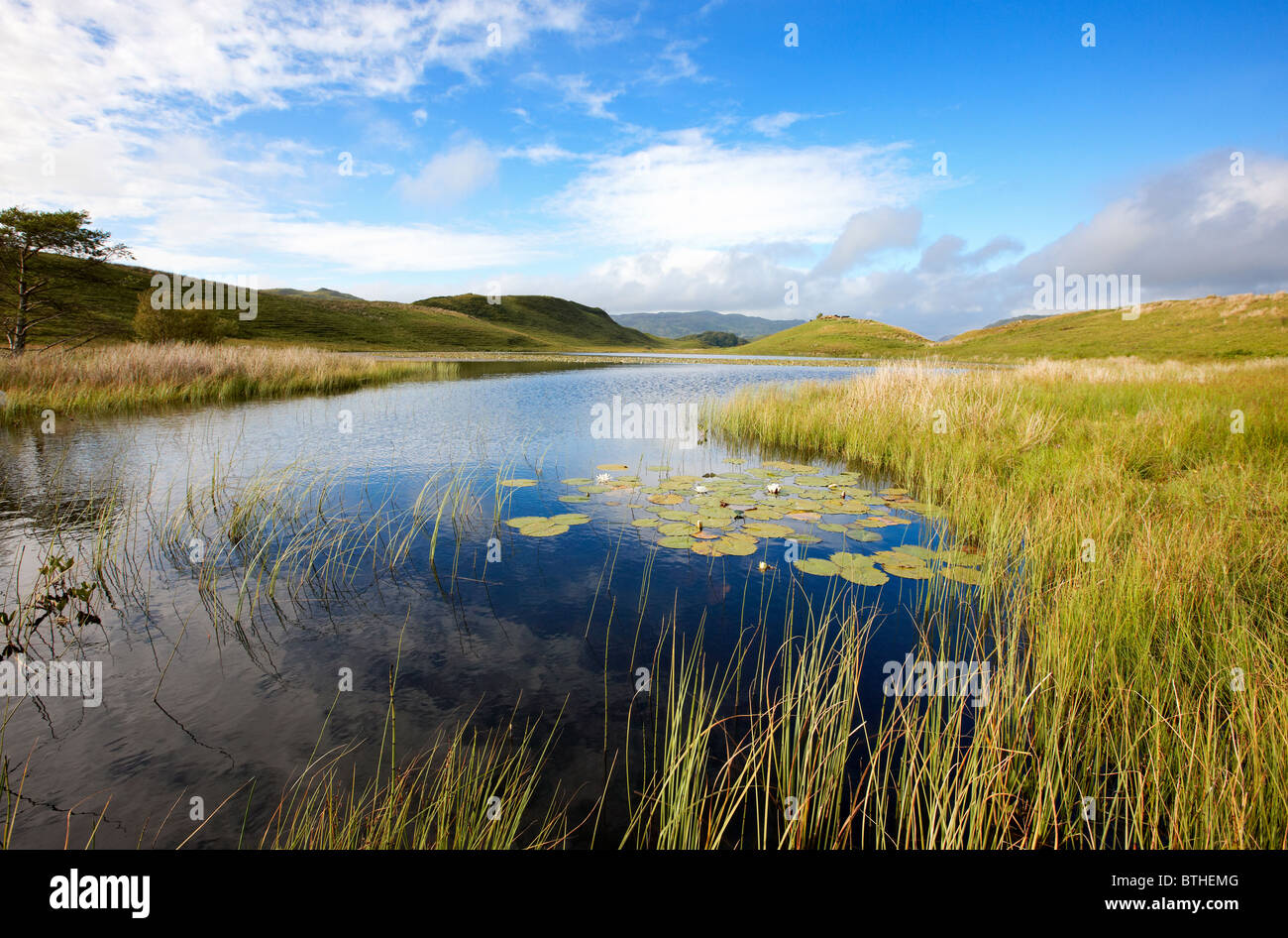 Waterlilies on Lochan a Chlaginn, a small loch on the Craignish Peninsula, Argyll, Scotland. Summer Stock Photo