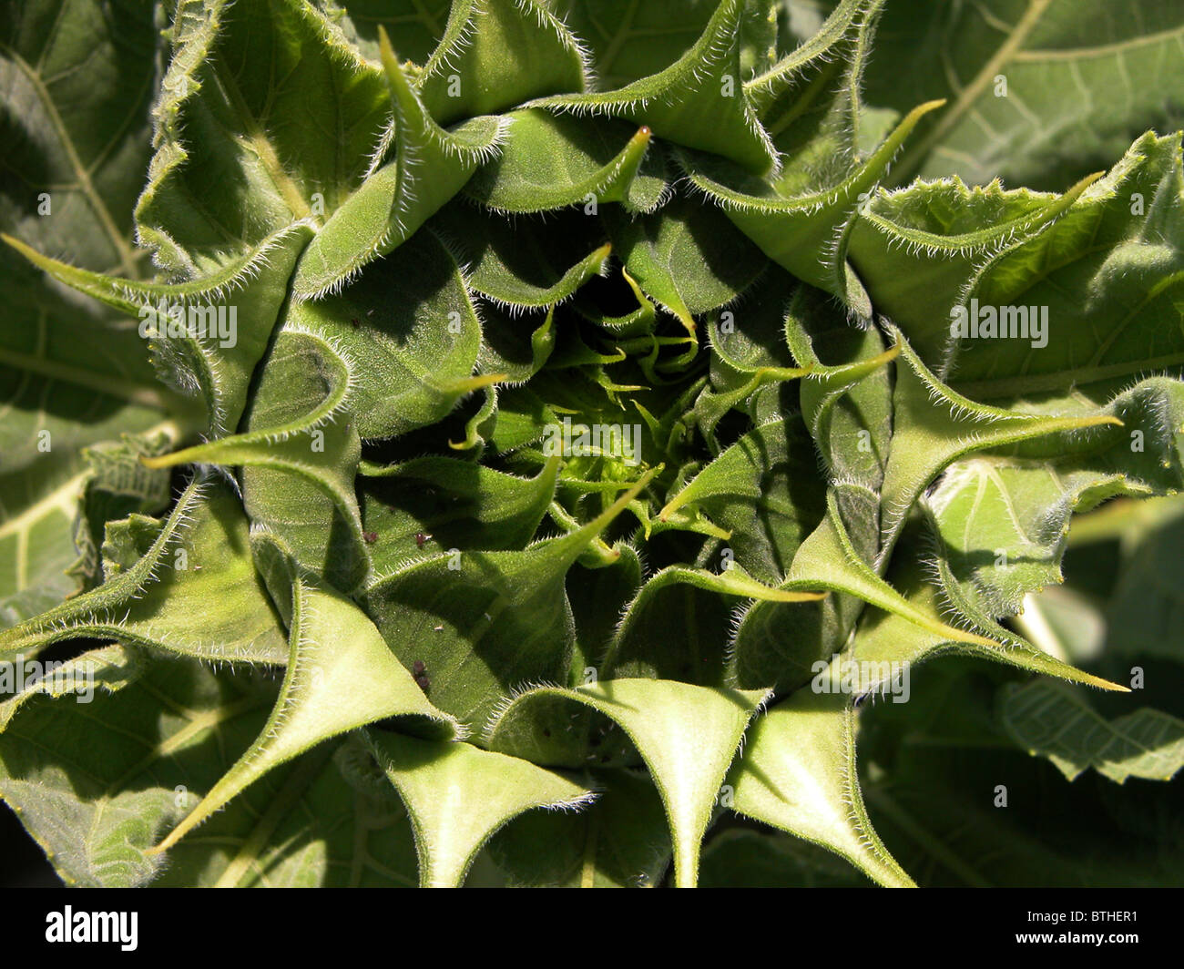 Sunflower Stock Photo