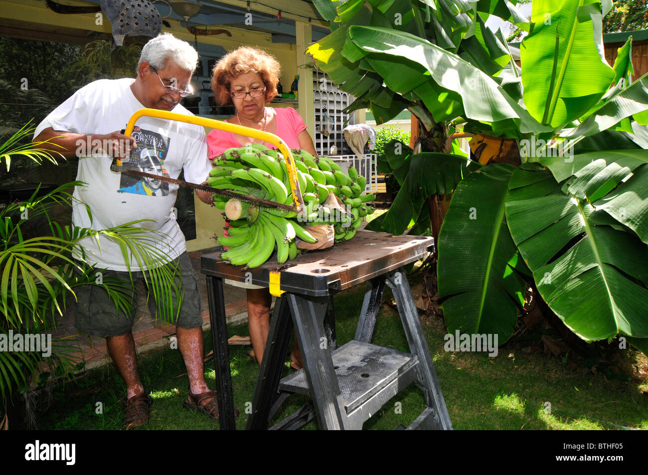 Harvesting bananas in the backyard of a family house. Growing bananas