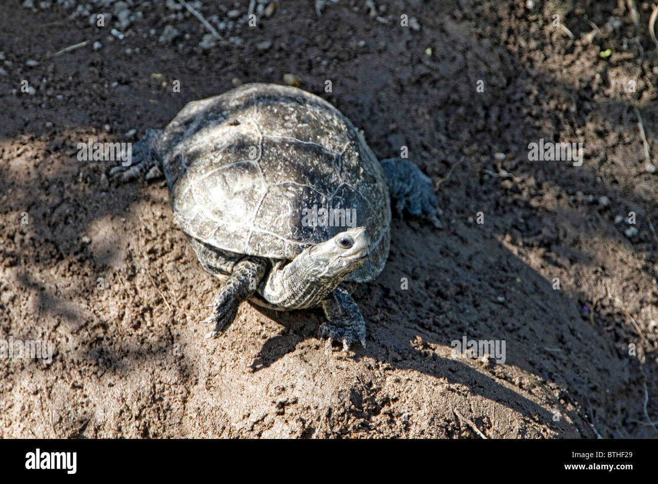 Stripe-necked Terrapin (Mauremys rivulata) Stock Photo