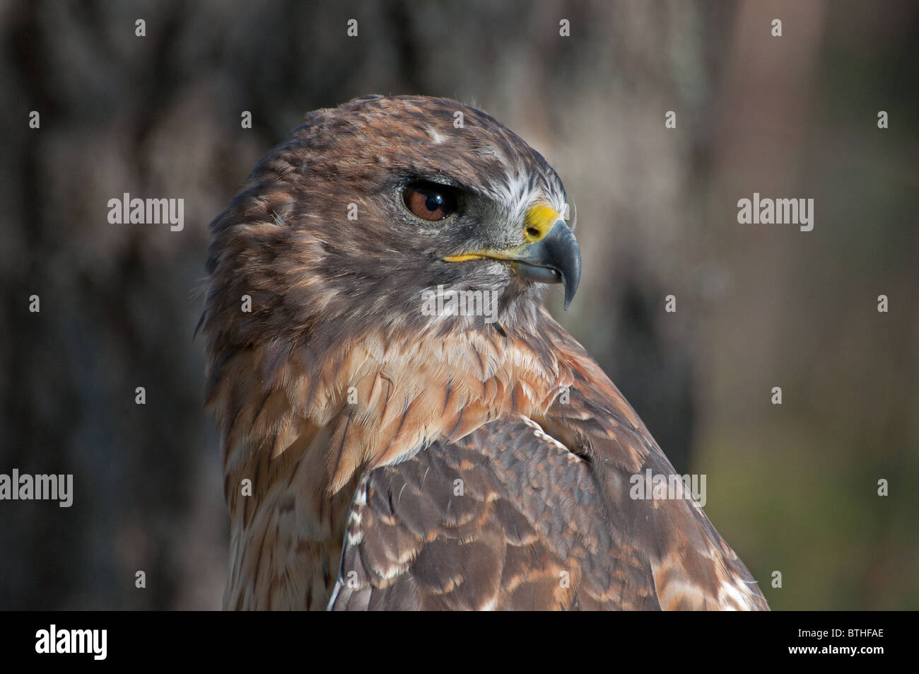 Close-up of a Red-Tailed Hawk. Stock Photo