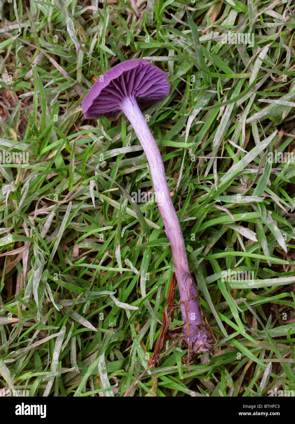 Amethyst Deceiver Fungus, Laccaria amethystina, Hydnangiaceae. Stock Photo