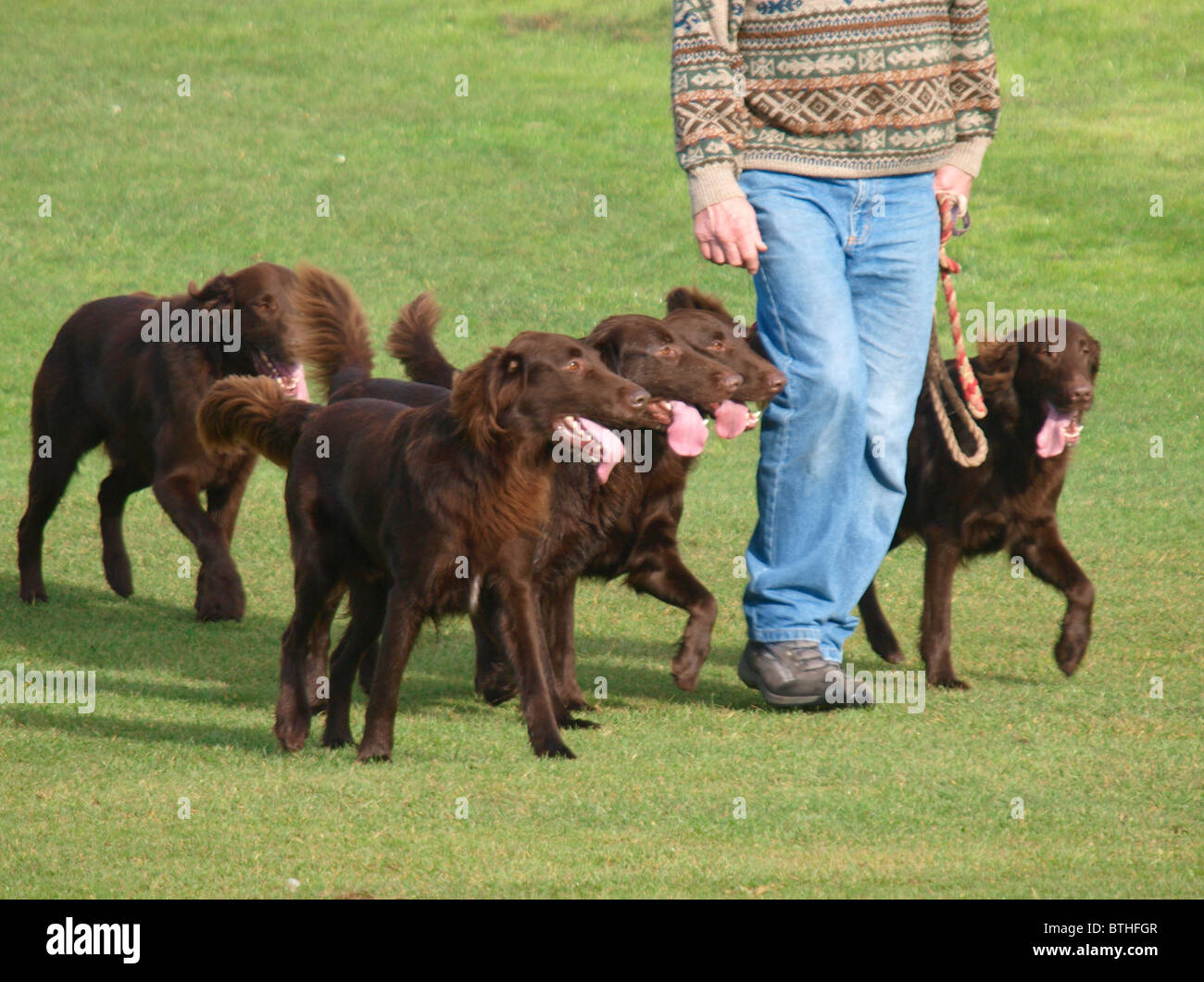 Walking five Irish Setters, UK Stock Photo Alamy