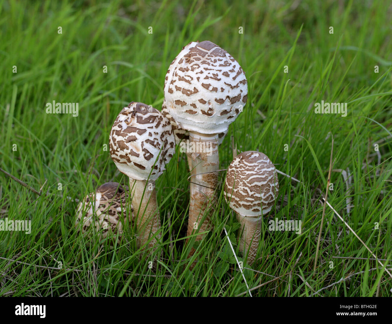 Parasol Mushrooms, Macrolepiota procera (Lepiota procera, Leucocoprinus proceus), Lepiotaceae Stock Photo
