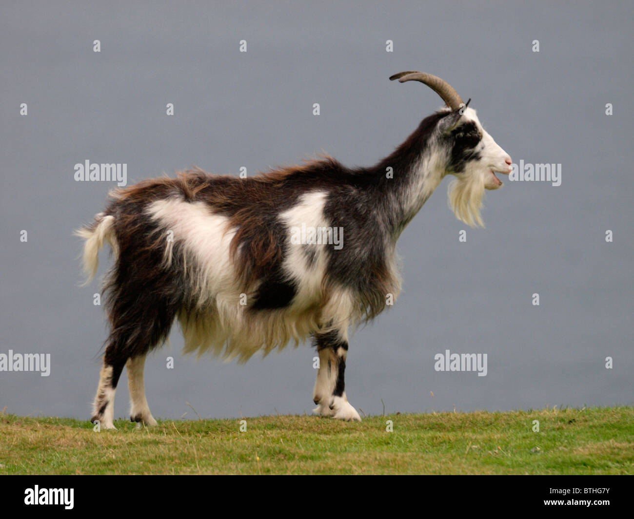 Billy goat, Exmoor, UK Stock Photo