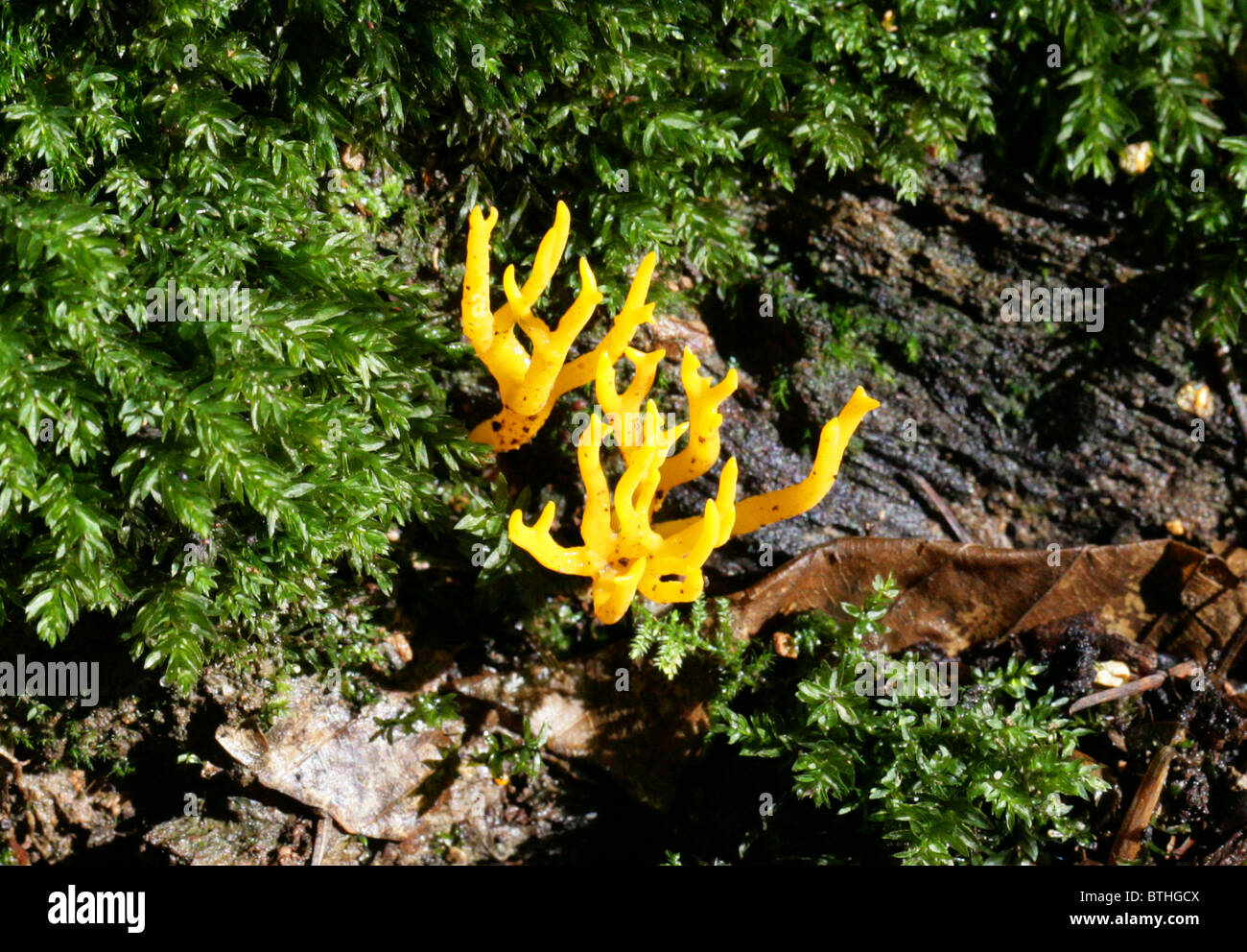 Download Yellow Stagshorn Fungus, Calocera viscosa, Dacrymycetaceae Stock Photo: 32348202 - Alamy
