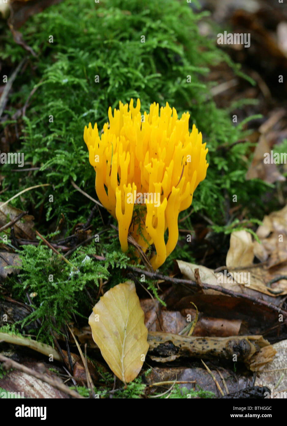 Yellow Stagshorn Fungus, Calocera viscosa, Dacrymycetaceae Stock Photo