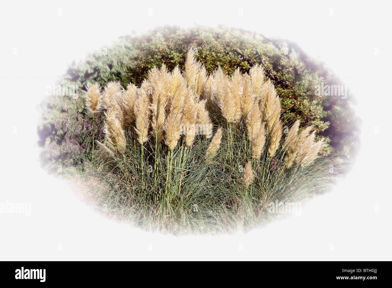 Pampas grass Vignette Stock Photo
