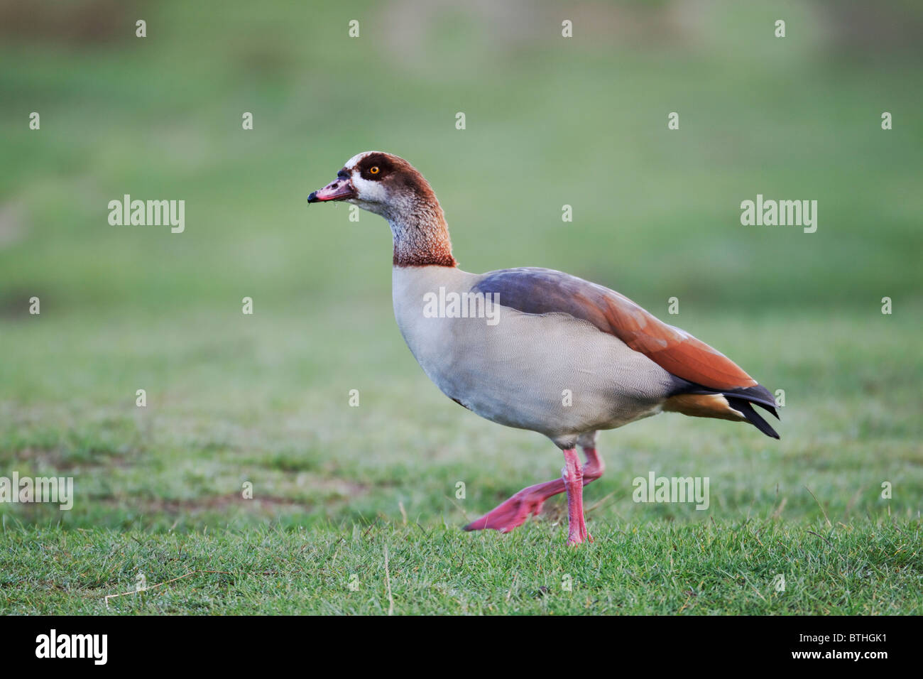 Egyptian goose, Alopochen aegyptiacus, single male on grass, London area, October 2010 Stock Photo