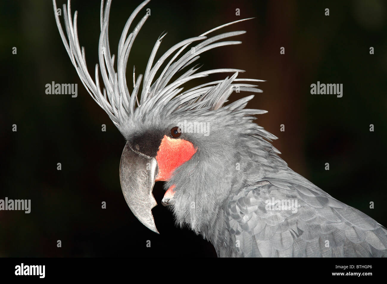 Palm Cockatoo, Probosciger aterrimus, also known as Goliath Cockatoo, is a large smoky-grey cockatoo. Stock Photo