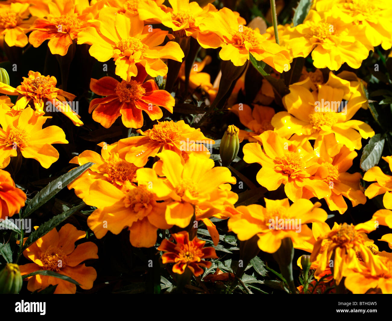 Mass of gold flowers hi-res stock photography and images - Alamy