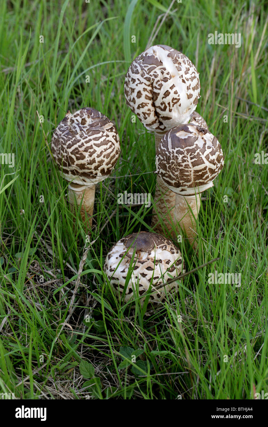 Parasol Mushrooms, Macrolepiota procera (Lepiota procera, Leucocoprinus proceus), Lepiotaceae Stock Photo