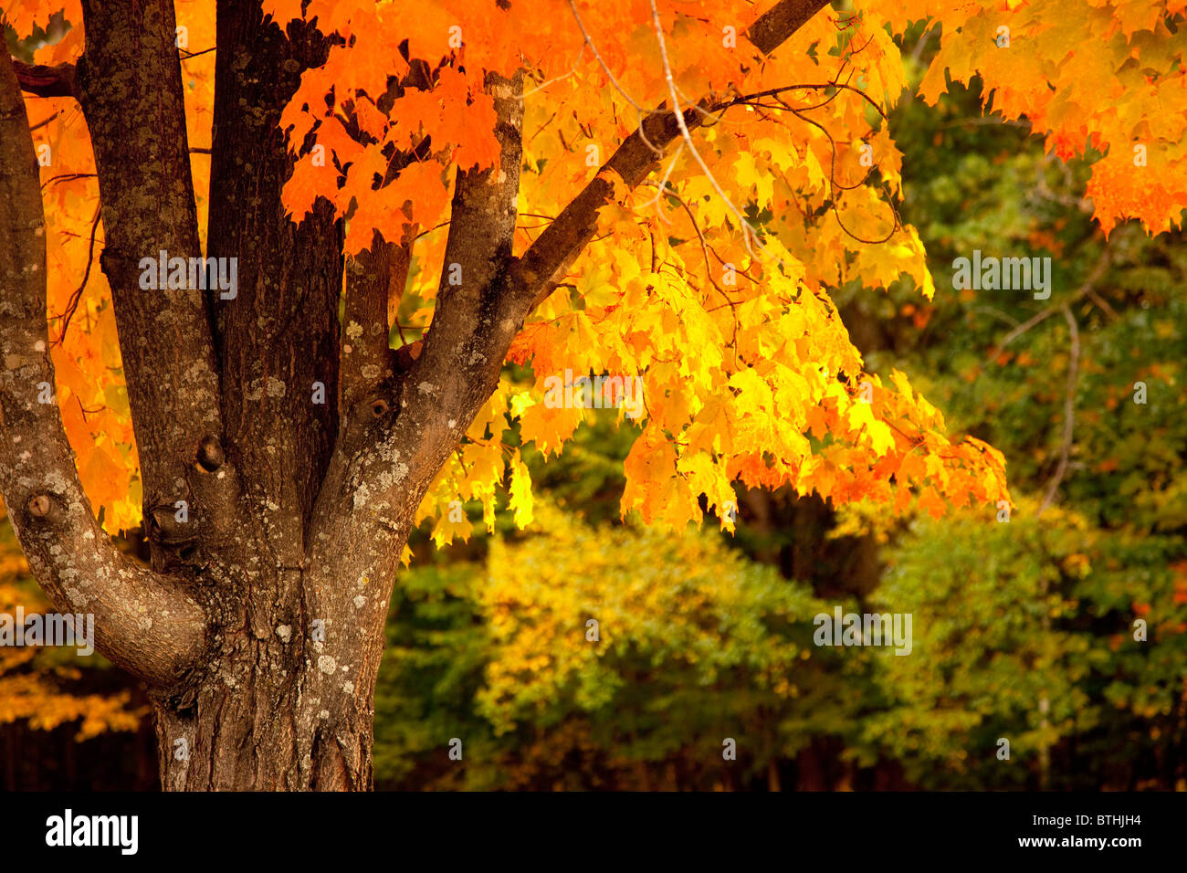 Maple tree in autumn near Conway, New Hampshire USA Stock Photo