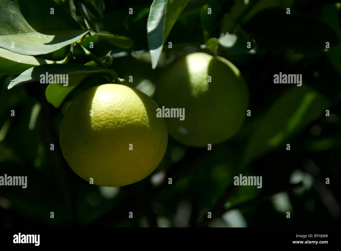 oranges on a tree Stock Photo Alamy
