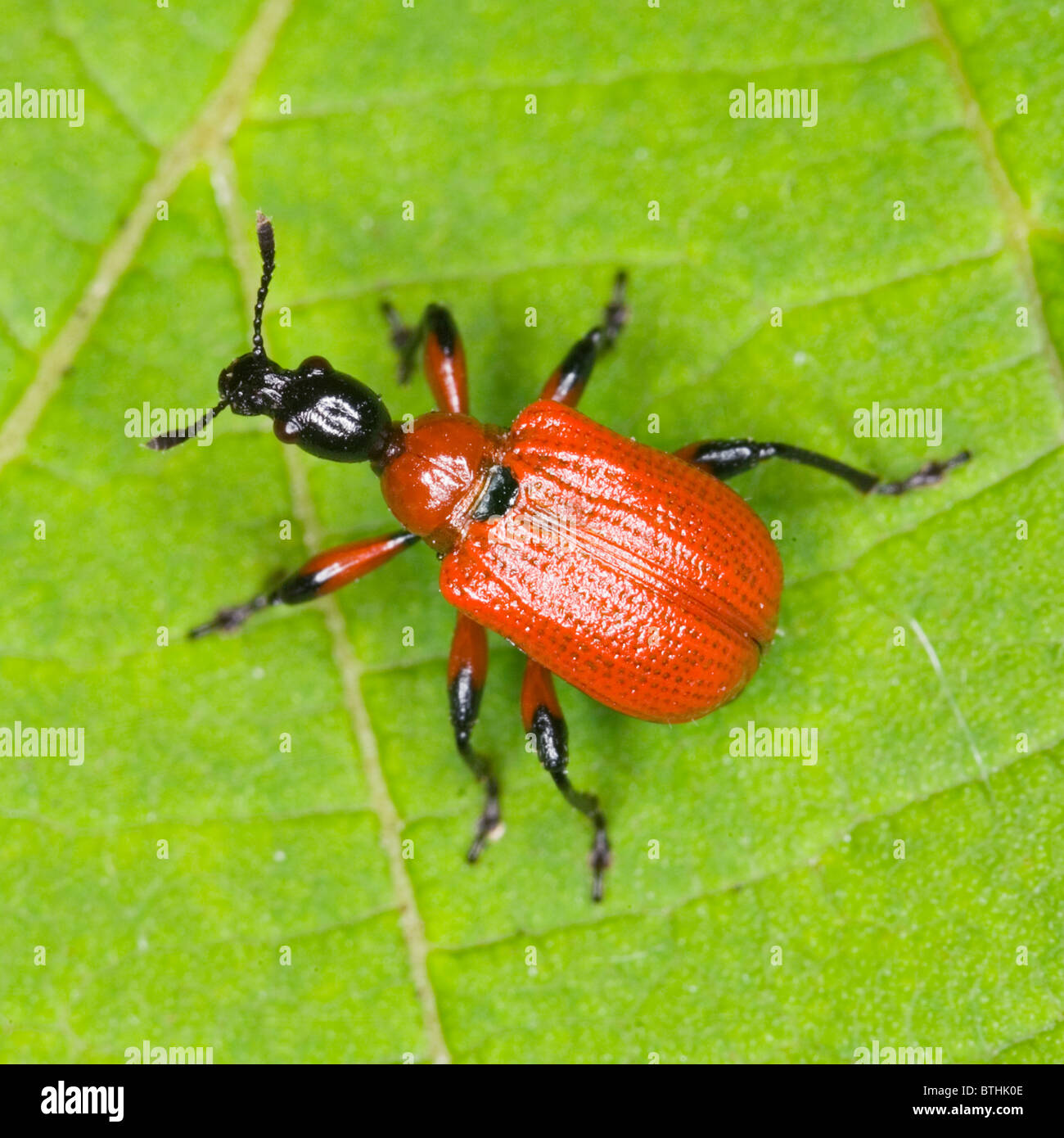 Hazel Leaf-roller Weevil (Apoderus coryli) Stock Photo