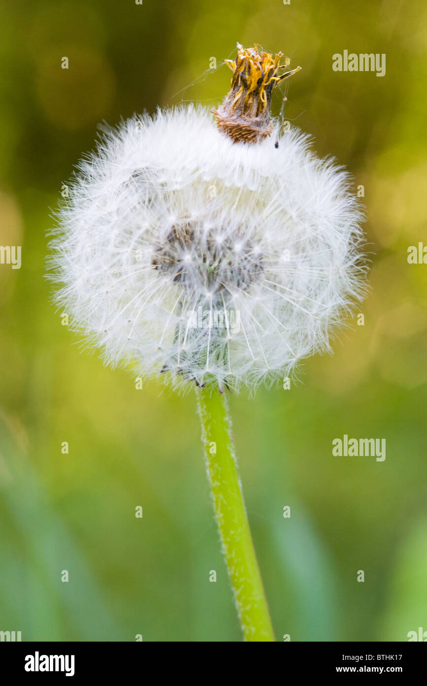 withered dandelion  (Taraxacum officinale agg) Stock Photo