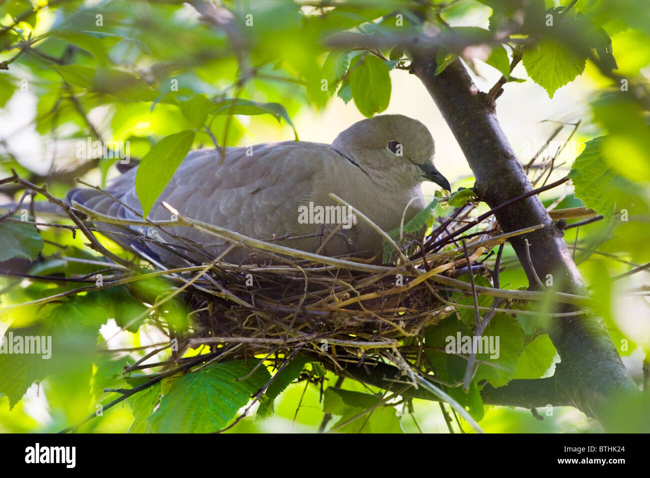 Eurasian collared dove  in a  nest Stock Photo