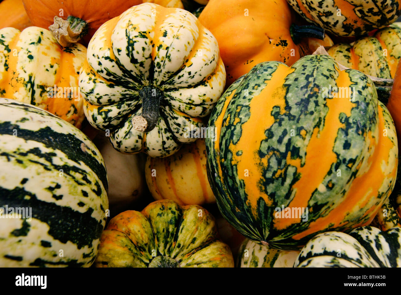 cucurbits Stock Photo