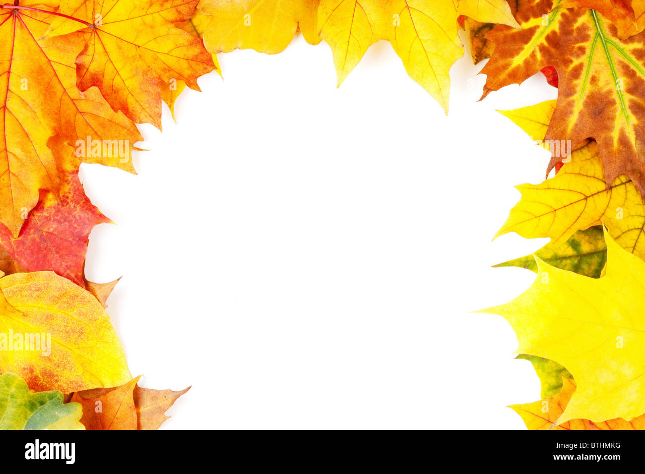 Yellow autumn leaves isolated on white background Stock Photo