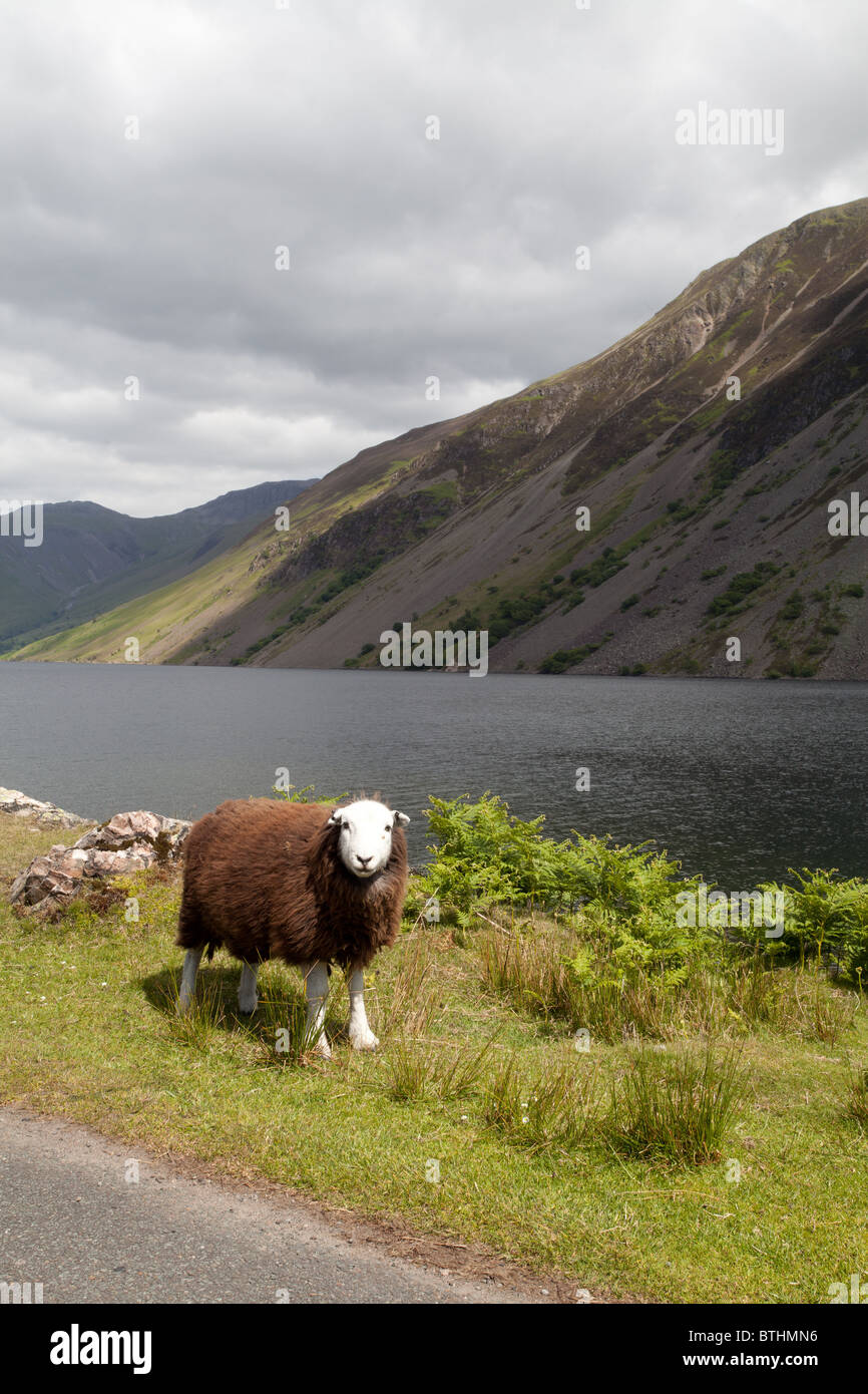 Herdwick tup sheep at Wastwater in the English Lake District Stock Photo