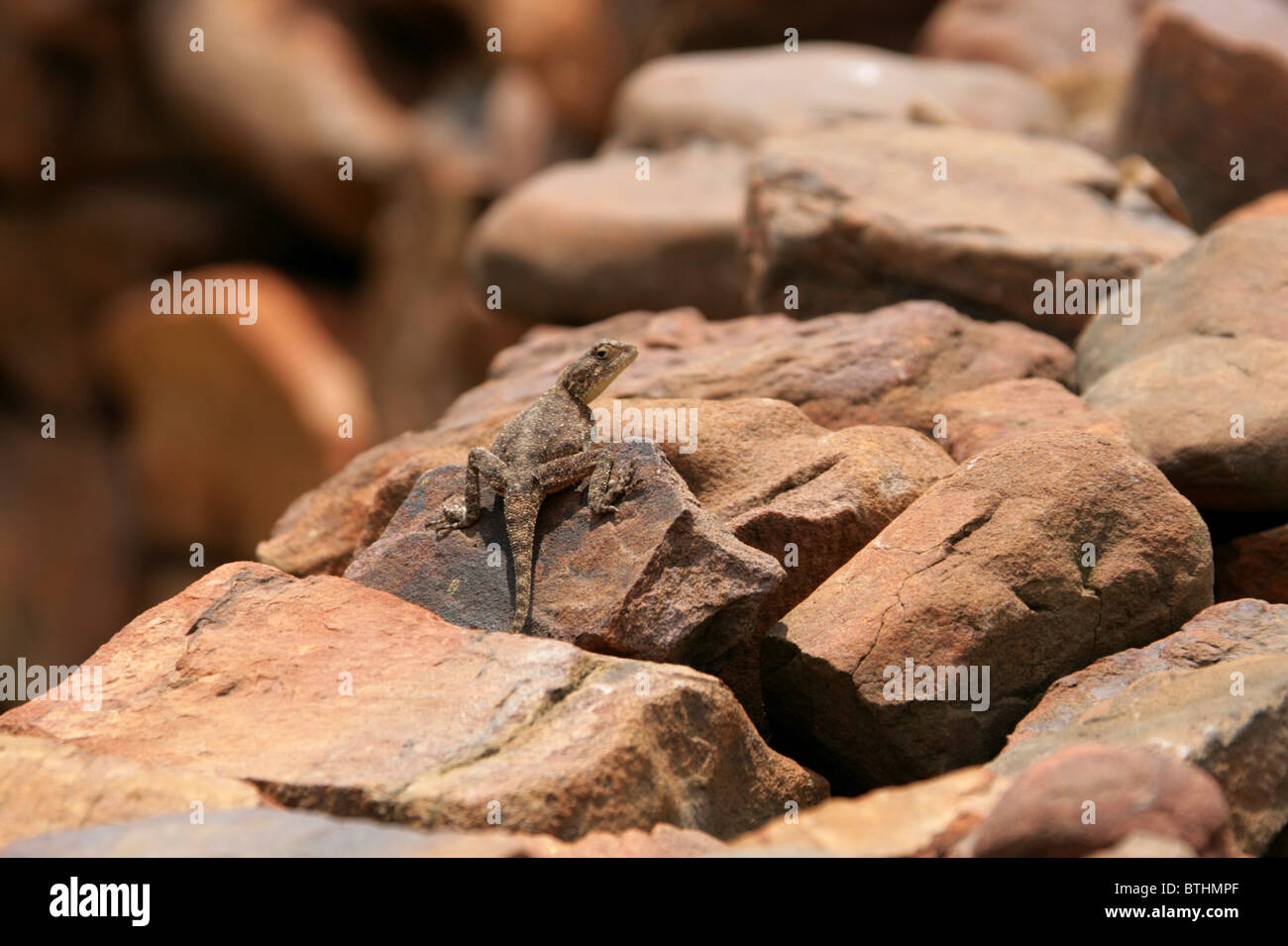 Ground Agama Lizard, Agama aculeata, Agamidae. South Africa Stock Photo