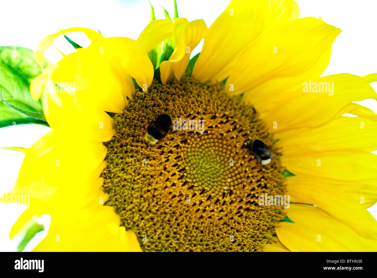 Ukraine sunflower hi-res stock photography and images - Alamy