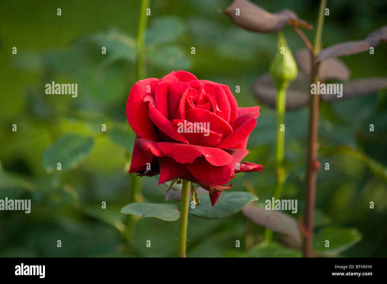 Red Rose in garden Stock Photo Alamy