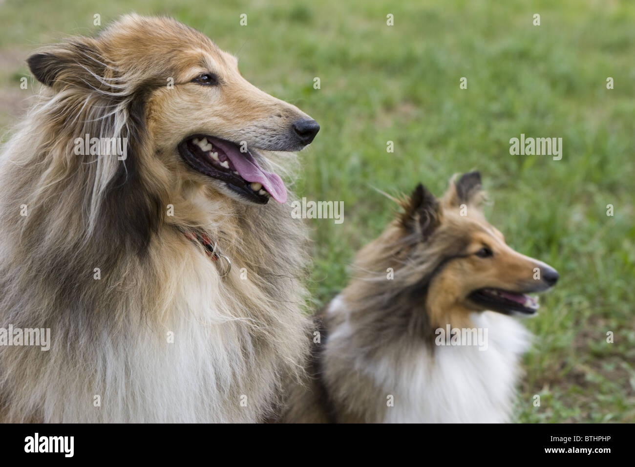 Rough Collie also called Long-Haired Collie, a long-coated breed medium to large size dog, and a Shetland sheepdog. Look similar,but different breeds. Stock Photo