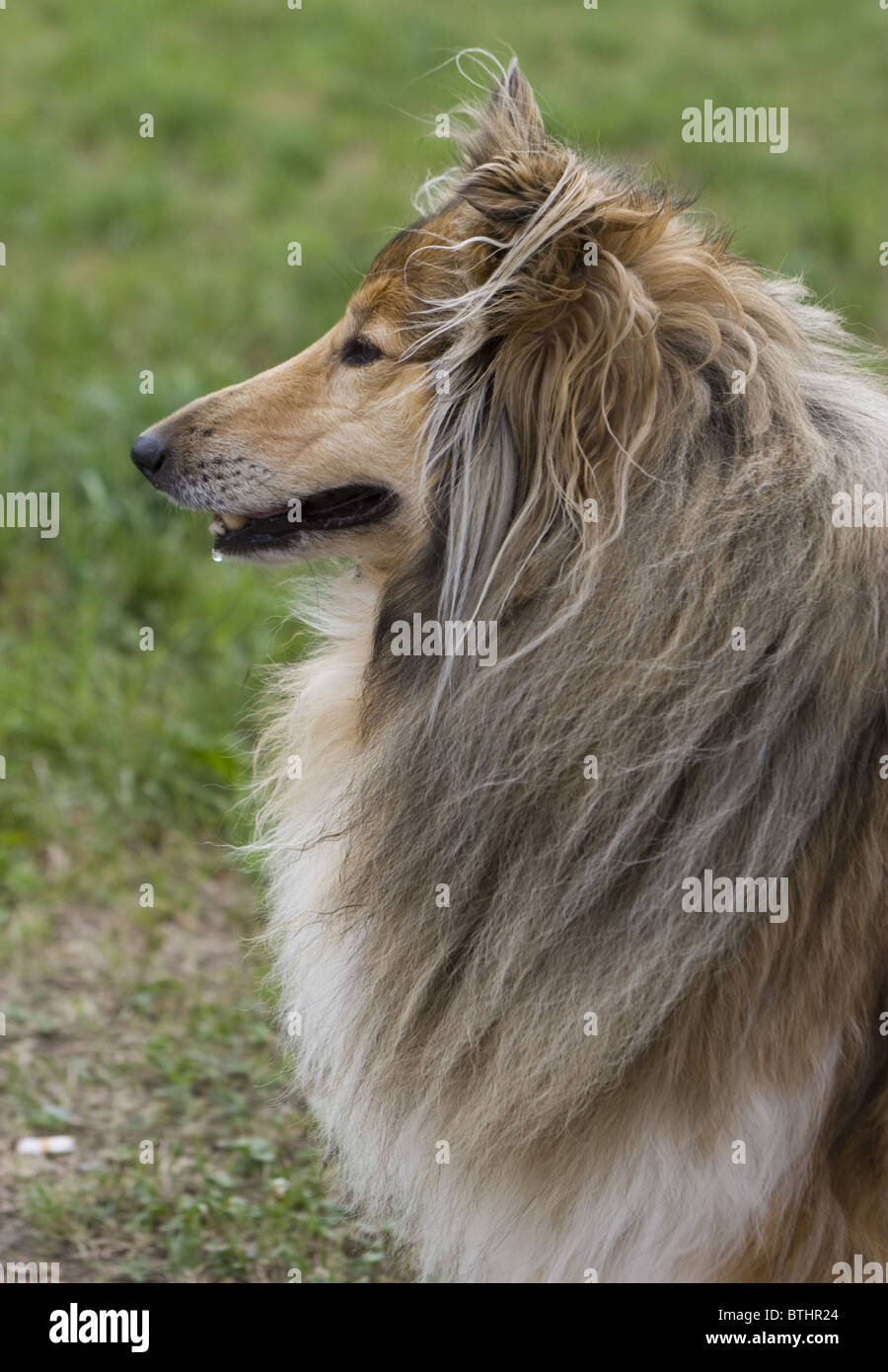 Longhair border collie breed Stock Photo - Alamy