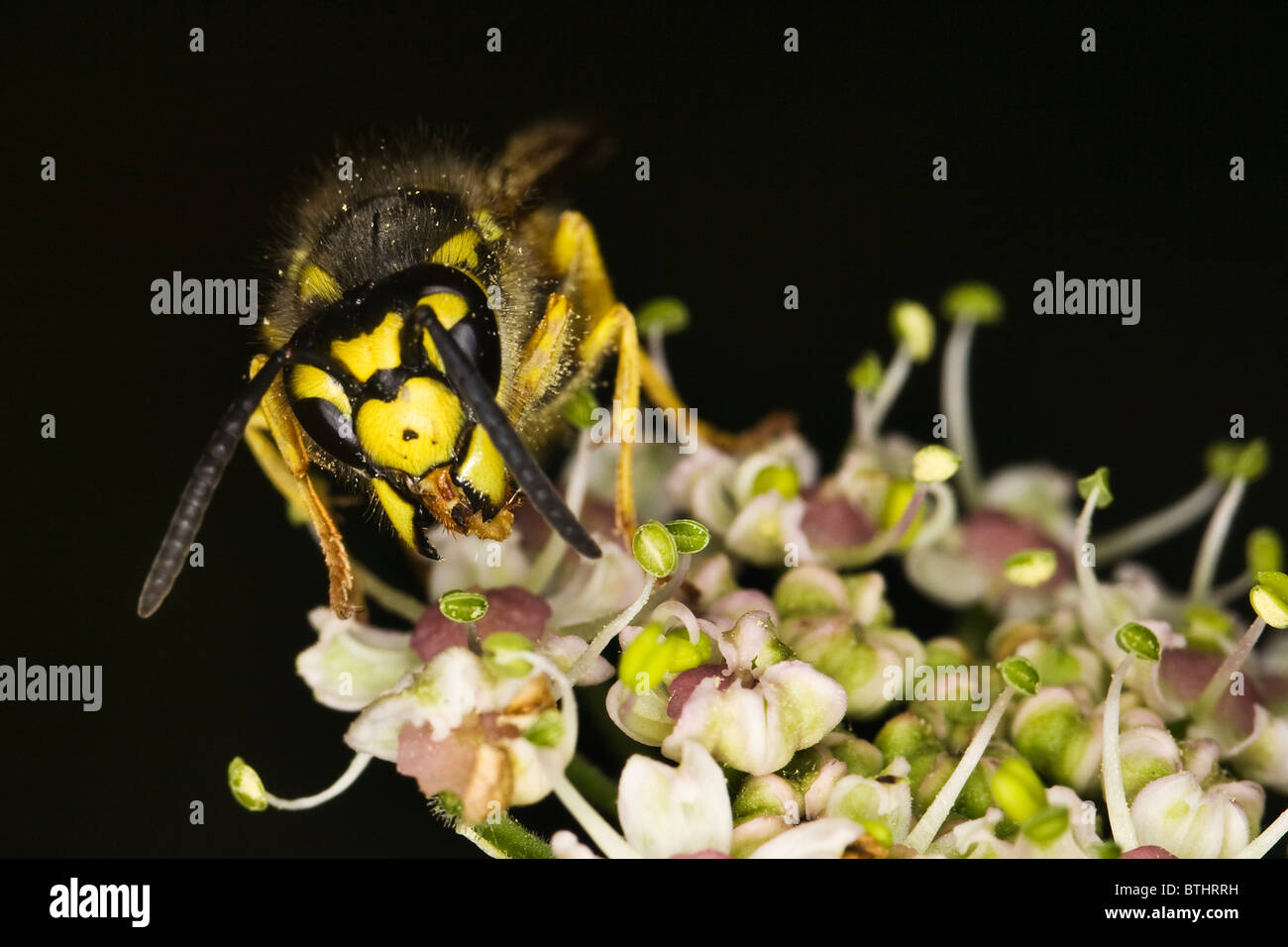 German wasp (Vespula germanica) Stock Photo