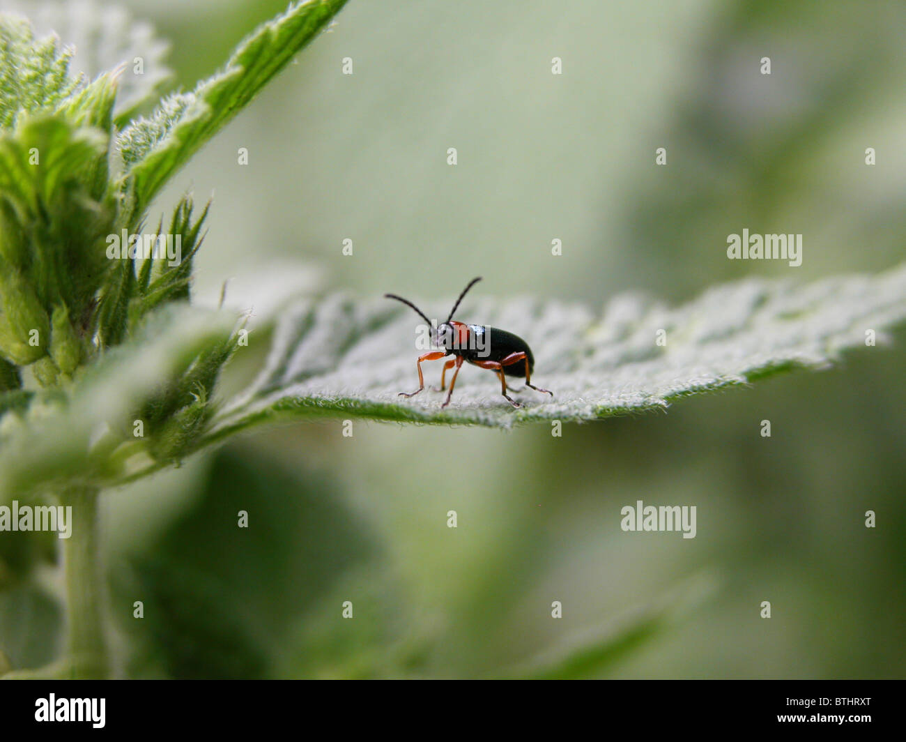Bombardier beetle hi-res stock photography and images - Alamy
