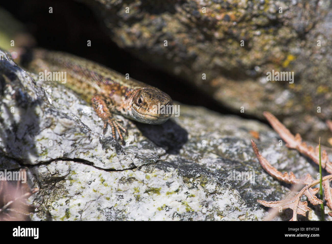 Glendrian hi-res stock photography and images - Alamy