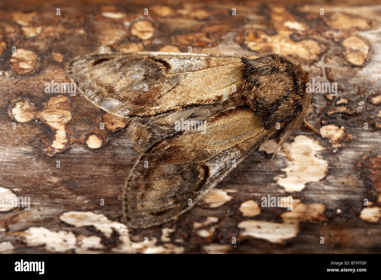 Pebble Prominent moth, Notodonta ziczac Stock Photo