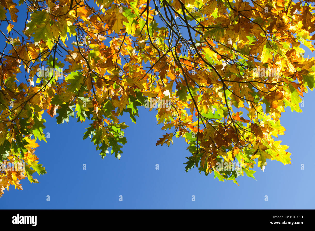 Maple leaves in Autumn. Stock Photo