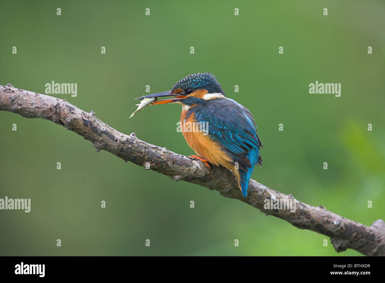 Common Kingfisher Alcedo atthis perched on branch with fish against blurred background at Banwell River, Somerset in September. Stock Photo
