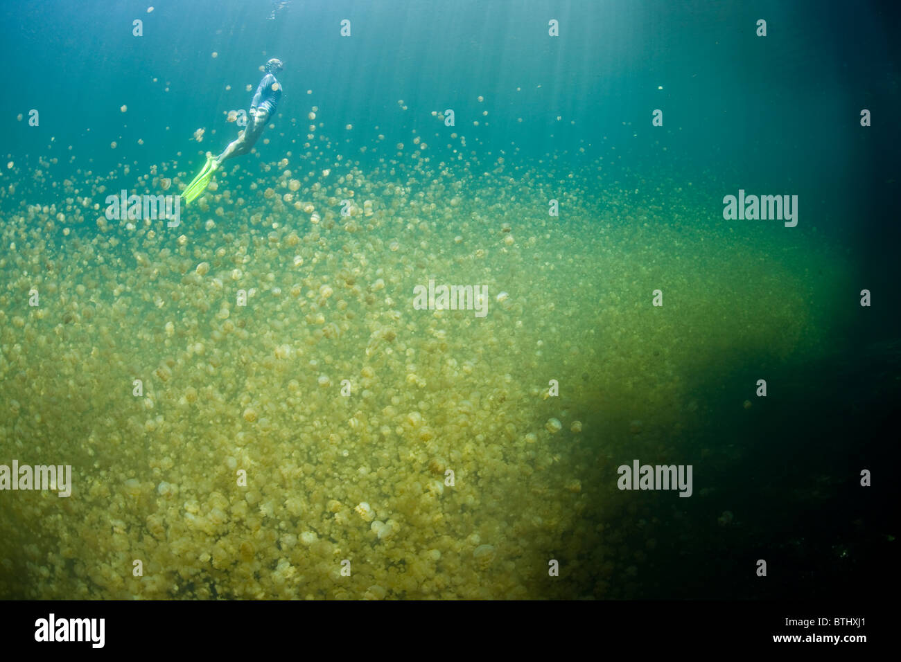 A snorkeler hovers above millions of endemic jellyfish, Mastigias papua etpisonii, in Jellyfish Lake. Stock Photo