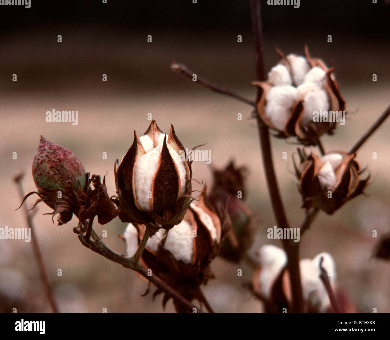 A cotton field in North Carolina is seen in 1990 Stock Photo Alamy