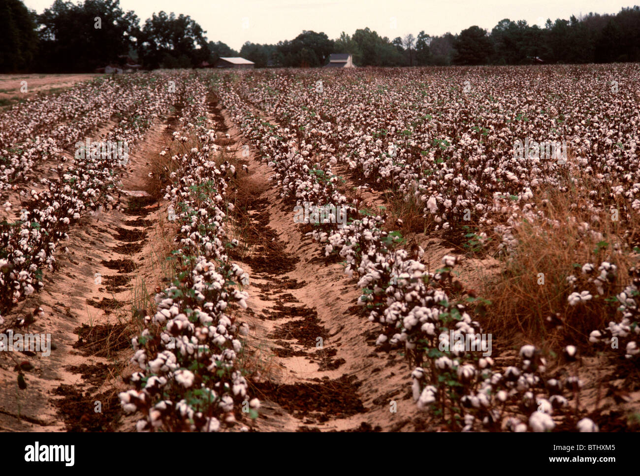 Cotton field in north carolina hires stock photography and images Alamy
